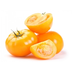 トマト「イエローストーン」 - 畑、背の高い品種 - Lycopersicon esculentum Mill  - シーズ