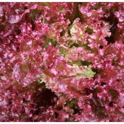 Salata verde de frunze "Crimson" - Lactuca sativa var. foliosa  - semințe