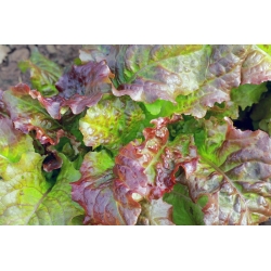 Salat -  Foliosa - Rosela - Rød - Lactuca sativa var. foliosa  - frø