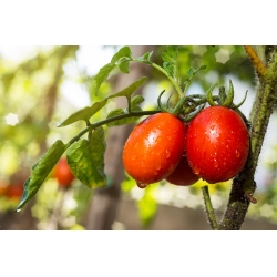 Tomato "Cencara F1" - greenhouse, tall variety