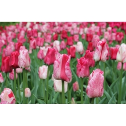 Belahan Tulip - 5 buah - Tulipa Hemisphere