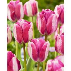 Тюльпани - 5 шт - Tulipa Hotpants