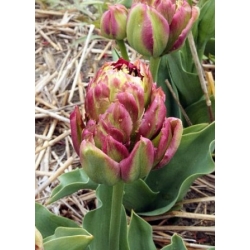 توليب بوا فيستا - 5 قطع - Tulipa Boa Vista