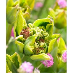 Tulipa Green Bizarre - pacote de 5 peças