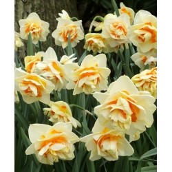 水仙花曼利 -  5个;水仙 - Narcissus