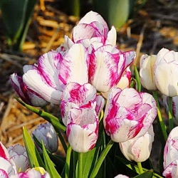 郁金香现代风格 -  5个 - Tulipa Modern Style