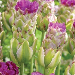 Tulipa Purple Tower - pacote de 5 peças