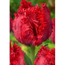 توليب بربادوس - 5 قطع - Tulipa Barbados
