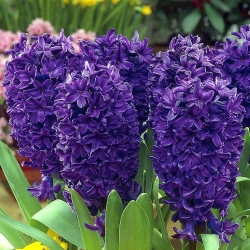 Hyacint-slægten - Peter Stuyvesant - pakke med 3 stk - Hyacinthus