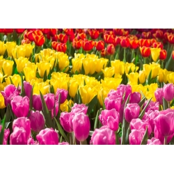 Ensemble de tulipes tricolores - grand paquet - 45 pcs - 