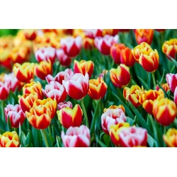 Підбір двокольорових тюльпанів - білий - червоний і жовтий - червоний - 50 шт - 