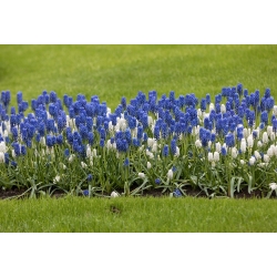 Jacinthe grappe- Muscari - arrangement blanc et bleu - 60 pcs - 