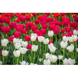 Tulipes blanches et rouges - grand paquet ! - 50 pièces - 