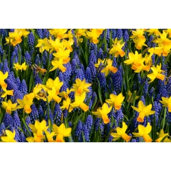 Blue–yellow set – grape hyacinth + jonquil – 60 pcs