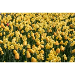 Желтая поляна - Набор тюльпанов и жонглиров - 50 шт. - 