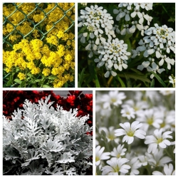 Broad Peak - seeds of 4 flowering plants' species