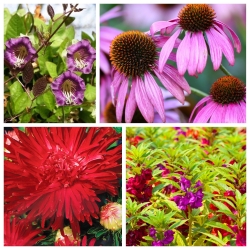 Colourful autumn- seeds of 4 flowering plants' species