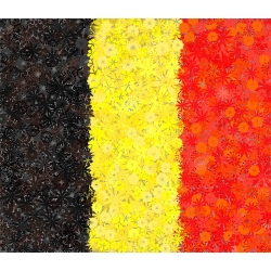 Belgiska flaggan - frön av 3 sorter - 