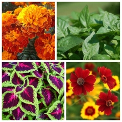 Etna - sementes de 4 variedades de plantas com flores - 