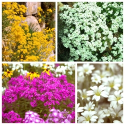 Планинско крчење - семе 4 врсте цветних биљака - 