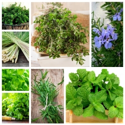 Herb Garden - seeds of 8 herbal plants, the secret of taste and scent
