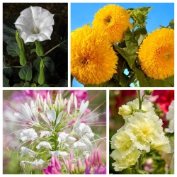 Mount Everest - Samen von 4 Blütenpflanzenarten - 