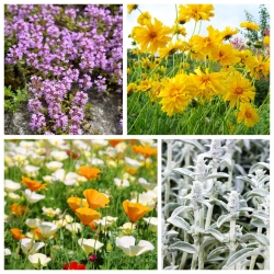 Sandy Beach - seeds of 4 flowering plants varieties