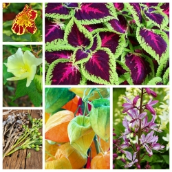 Paradise Garden - seeds of 6 flowering plants' species