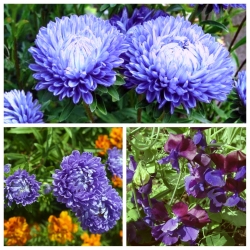 Роиал Блуе - семе 3 врсте цветних биљака - 
