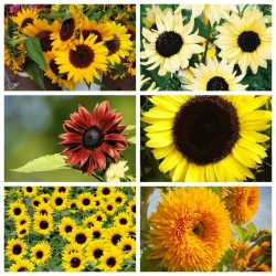 Sunny Garden - semințe de 6 soiuri ornamentale de floarea-soarelui - 