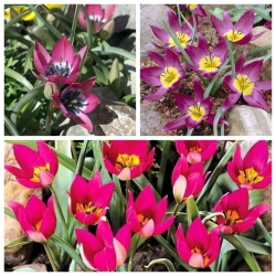 Tulip botani - satu set dalam warna ungu dan merah jambu - 30 pcs - 