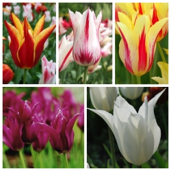 Lily – tulip berbunga - Pilihan varietas yang paling menarik– 50 pcs - 