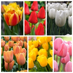 Bunga tulip Darwin - Pilihan varietas paling menarik - 60 pcs - 
