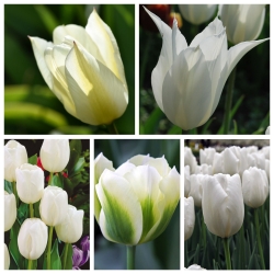 Λευκή τουλίπα - Επιλογή των πιο όμορφων ποικιλιών - 50 τεμ - 