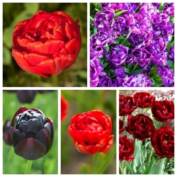 डबल-फूल वाले ट्यूलिप - लाल और बैंगनी के रंगों में विविधता का चयन - 50 पीसी - 