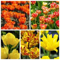 डबल-फूल वाले ट्यूलिप - पीले और नारंगी के रंगों में विविधता का चयन - 50 पीसी - 