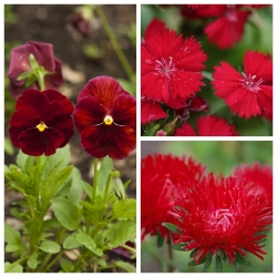 Rosso - graines de 3 espèces de plantes à fleurs - 