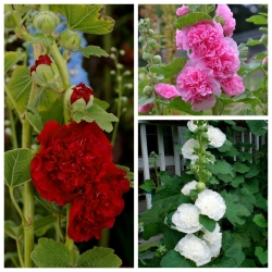 Vérone - Graines de 3 belles variétés de roses trémières - 