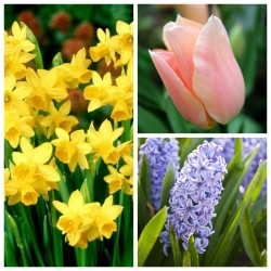 春の鮮度 -  3種類の植物の選択 -  52個 - 