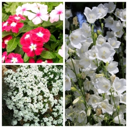 Våruppvaknande - frön av 3 blommande växters sorter - 