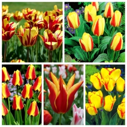 Set tulip kuning-merah - 200 pcs - 