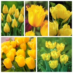 Seleção de variedade de tulipa em tons de amarelo - 50 unidades - 