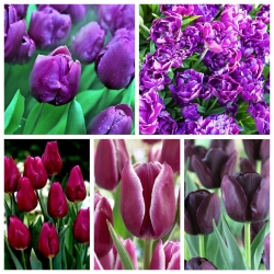 Lựa chọn nhiều loại hoa tulip trong sắc thái của màu tím - 200 chiếc - 