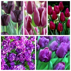 Pilihan varietas Tulip dalam nuansa ungu - 50 pcs - 