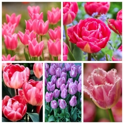 Pemilihan pelbagai Tulip dalam warna merah jambu - 200 pcs - 