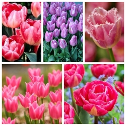Pemilihan pelbagai Tulip dalam warna merah jambu - 50 pcs - 