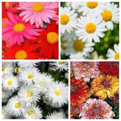 Chrysanthemum - seeds of 4 varieties