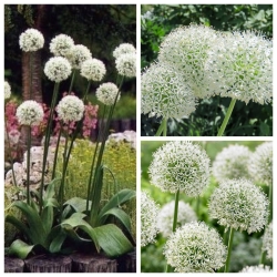 Tall ornamental garlic – Set of white–flowered varieties – 9 pcs