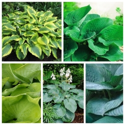 Hosta – Selection of tall growing varieties – 5 pcs; plantain lily, giboshi