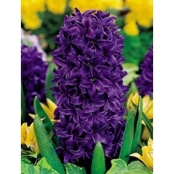 Hyacint Purple Star - veľké balenie! - 30 ks - 